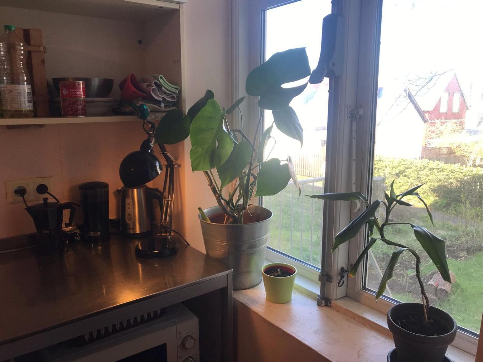 Homestay Angelica Reykjavik